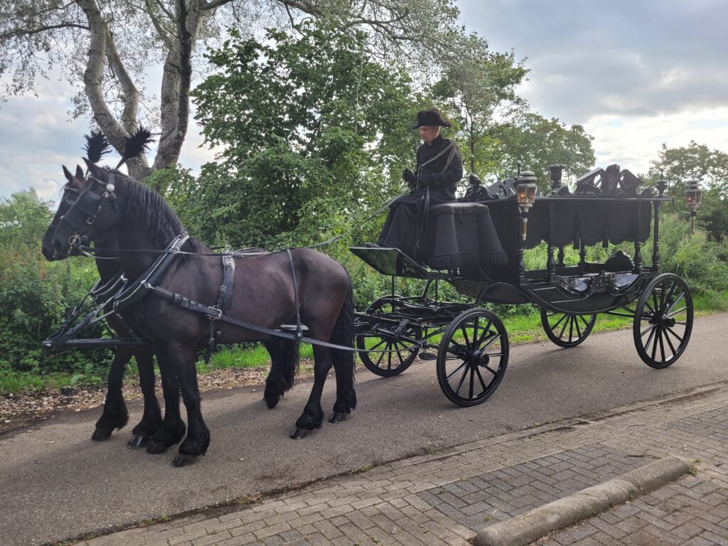 Friese paarden met zwarte pluimen voor rouwkoets - uitvaart begrafenis