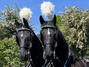 Paardenhoofden met pluim