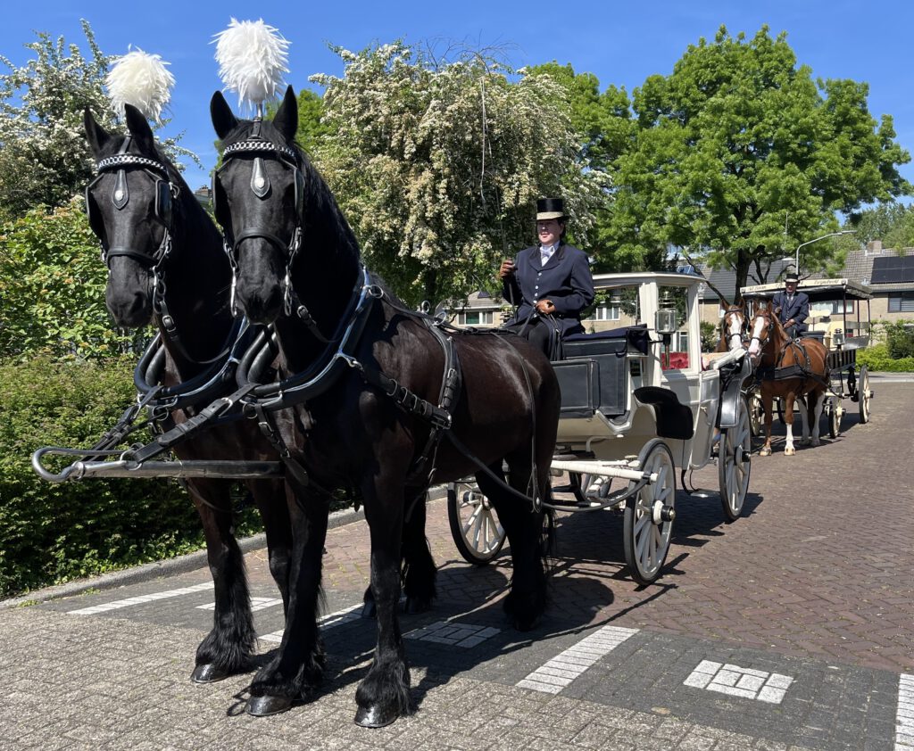 Friese paarden voor witte cabriolet koets en vossen voor Jan Plezier volgkoets